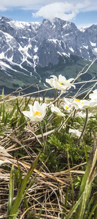 Übergossene Alm - Nahaufnahme Margeriten Stegmoosalm