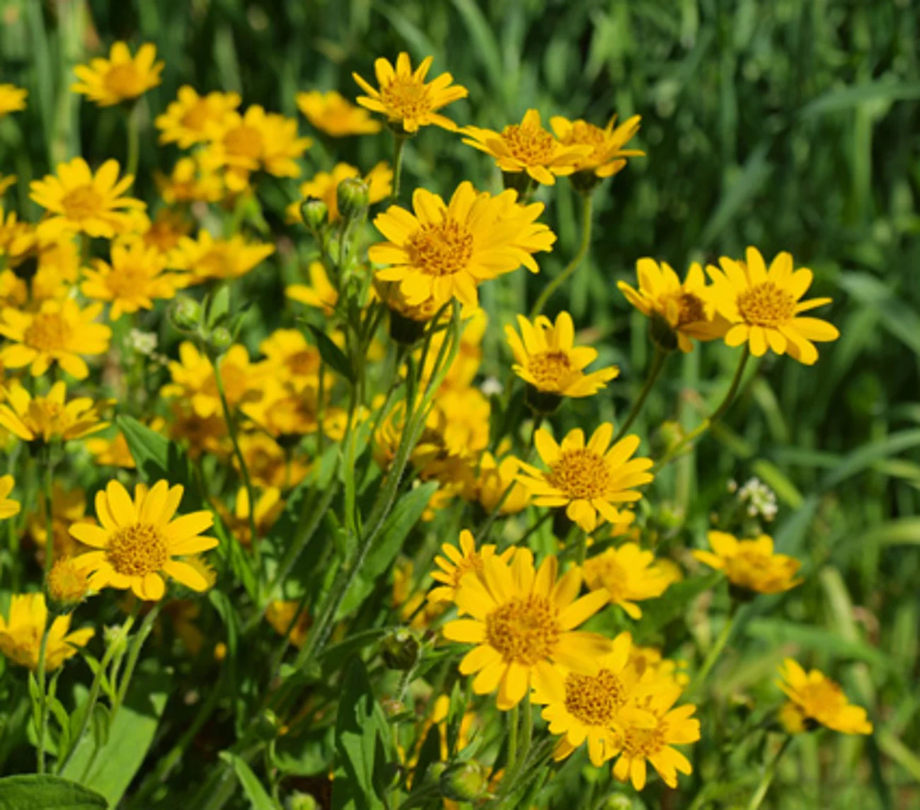 Übergossene Alm - Nahaufnahme Blumen