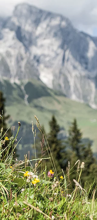 Übergossene Alm - Kinder beim Blume pflücken Sommer