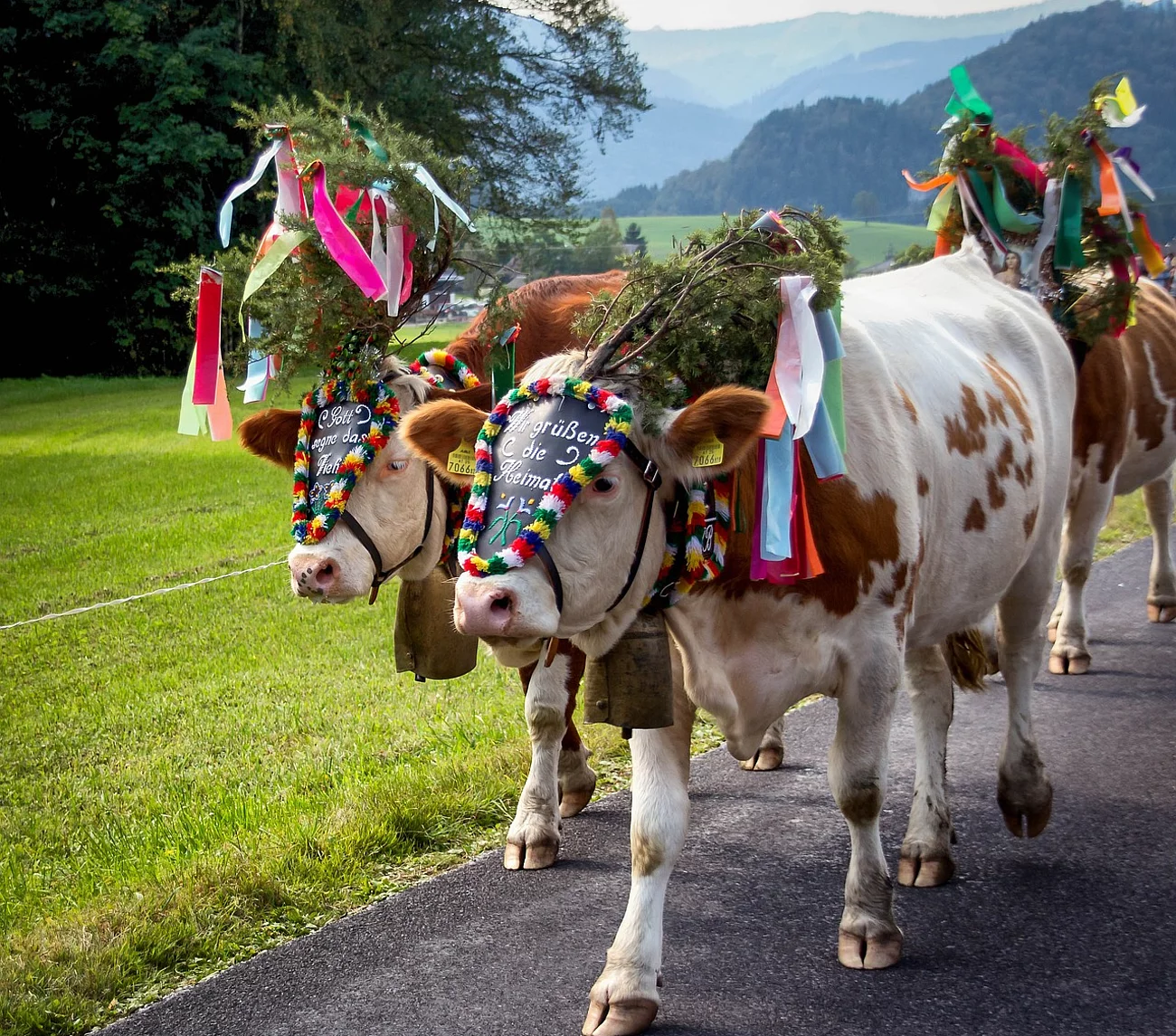 Kühe Almabtrieb - Salzburg Land